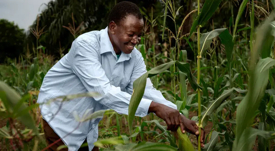 How To Start A Profitable Agribusiness In Nigeria From Diaspora